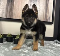 Ava, a female German Shepherd Dog for sale in Franklin, IN – Photo 4 of 8