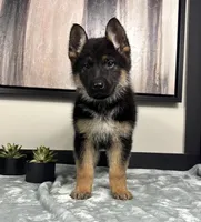 Ava, a female German Shepherd Dog for sale in Franklin, IN – Photo 2 of 8
