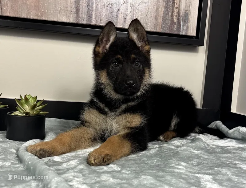 Ava, a female German Shepherd Dog for sale in Franklin, IN – Photo 1 of 8