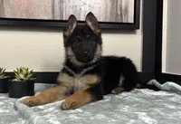 Ava, a female German Shepherd Dog for sale in Franklin, IN – Photo 3 of 8