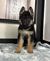 Ava, a female German Shepherd Dog for sale in Franklin, IN – Photo 6 of 8