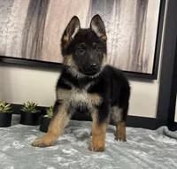 Ava, a female German Shepherd Dog for sale in Franklin, IN – Photo 5 of 8