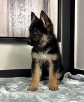 Ava, a female German Shepherd Dog for sale in Franklin, IN – Photo 7 of 8