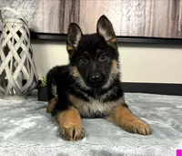 Ava, a female German Shepherd Dog for sale in Franklin, IN – Photo 8 of 8