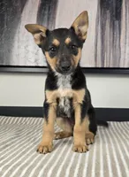 Bailey , a female Australian Cattle Dog and German Shepherd Dog for sale in Franklin, IN – 1 of 5
