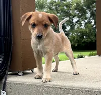 Brodie, a male Rat Terrier and Chihuahua for sale in Franklin, IN – 3 of 6