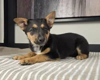 Bailey , a female Australian Cattle Dog and German Shepherd Dog for sale in Franklin, IN – 5 of 5