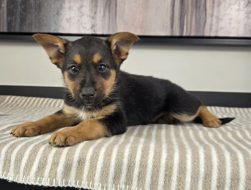 James – Australian Cattle Dog, German Shepherd Dog puppy for sale in Franklin, IN