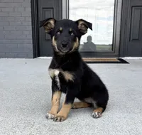 Willow, a female Australian Shepherd and German Shepherd Dog for sale in Franklin, IN – 5 of 6