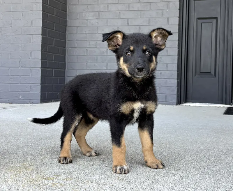 Willow – Australian Shepherd, German Shepherd Dog puppy for sale in Franklin, IN