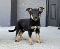 Willow, a female Australian Shepherd and German Shepherd Dog for sale in Franklin, IN – 1 of 6