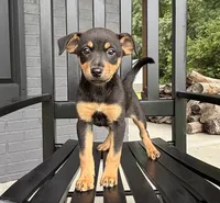 Millie, a female Jack Russell Terrier and Rat Terrier for sale in Franklin, IN – 1 of 6