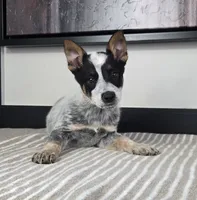 Luke, a male Australian Cattle Dog and German Shepherd Dog for sale in Franklin, IN – 3 of 5