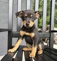 Millie , a female Rat Terrier and Chihuahua for sale in Franklin, IN – 3 of 6