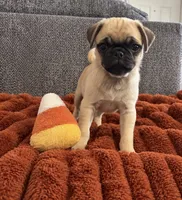 Boo, a male Pug for sale in Franklin, IN – 6 of 10