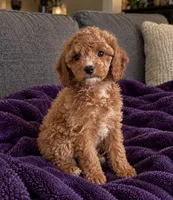 Layla, a female Cavapoo for sale in Indianapolis, IN – 2 of 5
