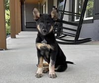Brody, a male Australian Shepherd and German Shepherd Dog for sale in Franklin, IN – 8 of 9