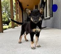 Brody, a male Australian Shepherd and German Shepherd Dog for sale in Franklin, IN – 6 of 9