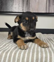 Cooper, a male Australian Cattle Dog and German Shepherd Dog for sale in Franklin, IN – 4 of 5