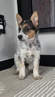 Lola , a female Australian Cattle Dog and German Shepherd Dog for sale in Franklin, IN – 3 of 5