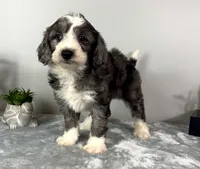 Jake , a male Poodle - Miniature  and Bernedoodle for sale in Franklin, IN – 4 of 5