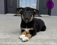 Willow, a female Australian Shepherd and German Shepherd Dog for sale in Franklin, IN – 3 of 8