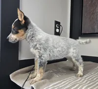 Bella , a female Australian Cattle Dog and German Shepherd Dog for sale in Franklin, IN – 3 of 5
