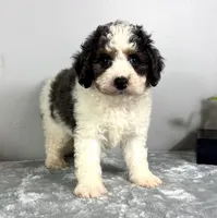 Henry, a male Poodle - Miniature  and Bernedoodle for sale in Franklin, IN – 4 of 6