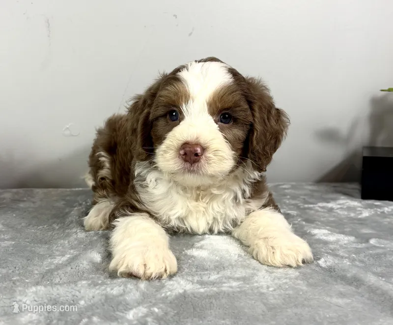 Sam – Poodle - Miniature , Bernedoodle puppy for sale in Franklin, IN