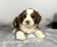 Sam, a male Poodle - Miniature  and Bernedoodle for sale in Franklin, IN – 1 of 5