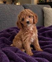 Layla, a female Cavapoo for sale in Indianapolis, IN – 1 of 5