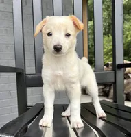 Tucker, a male Rat Terrier and Chihuahua for sale in Franklin, IN – 8 of 8