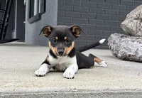 Poppy, a female Rat Terrier and Chihuahua for sale in Franklin, IN – 6 of 6