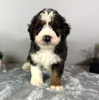 Cooper, a male Poodle - Miniature  and Bernedoodle for sale in Franklin, IN – 4 of 6