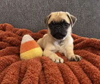 Boo, a male Pug for sale in Franklin, IN – 10 of 10