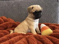 Boo, a male Pug for sale in Franklin, IN – 7 of 10