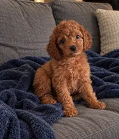 Jake, a male Cavapoo for sale in Indianapolis, IN – 3 of 5