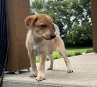 Jack, a male Jack Russell Terrier and Rat Terrier for sale in Franklin, IN – 5 of 6
