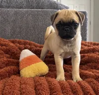Boo, a male Pug for sale in Franklin, IN – 5 of 10