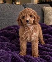 Layla, a female Cavapoo for sale in Indianapolis, IN – 5 of 5