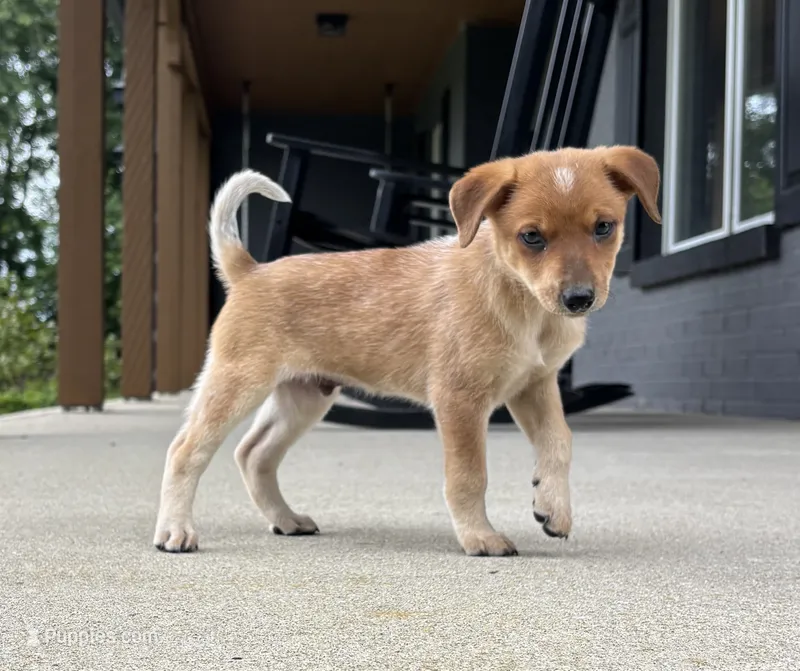 Brodie – Rat Terrier, Chihuahua puppy for sale in Franklin, IN