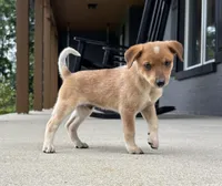 Brodie, a male Rat Terrier and Chihuahua for sale in Franklin, IN – 1 of 6