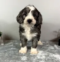 Jake , a male Poodle - Miniature  and Bernedoodle for sale in Franklin, IN – 5 of 5