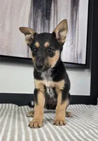 Bailey , a female Australian Cattle Dog and German Shepherd Dog for sale in Franklin, IN – 3 of 5