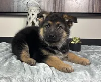 Jake, a male German Shepherd Dog for sale in Franklin, IN – Photo 4 of 6