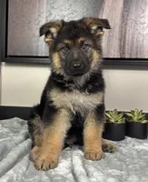 Jake, a male German Shepherd Dog for sale in Franklin, IN – Photo 5 of 6