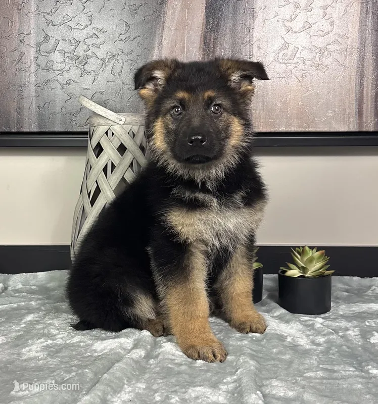 Jake, a male German Shepherd Dog for sale in Franklin, IN – Photo 1 of 6