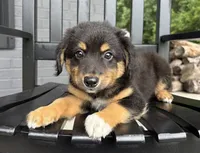 Tucker, a male Rat Terrier and Chihuahua for sale in Franklin, IN – 9 of 9