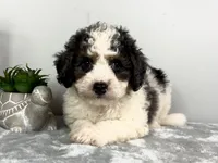 Henry, a male Poodle - Miniature  and Bernedoodle for sale in Franklin, IN – 2 of 5