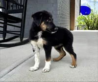 Scout, a male Australian Shepherd and German Shepherd Dog for sale in Franklin, IN – 3 of 6